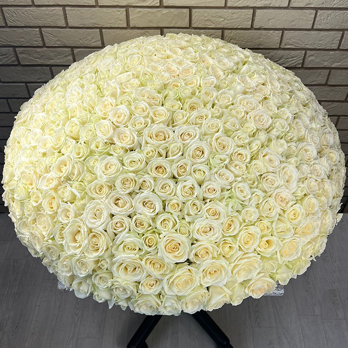 Garden of Glow With 500 White Roses